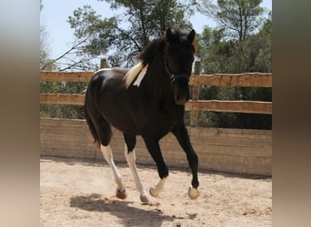Spanisches Sportpferd, Hengst, 4 Jahre, 163 cm, Schecke, in Algaida,