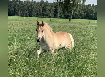 Haflinger, Stallion, Foal (04/2024), 14,2 hh, in Suhlendorf,