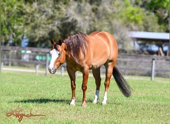 American Quarter Horse, Wallach, 5 Jahre, 140 cm, Falbe, in Sumterville, FL,