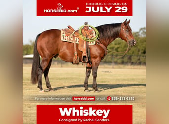 American Quarter Horse, Gelding, 9 years, 14.2 hh, Bay, in Pilot Point, TX,