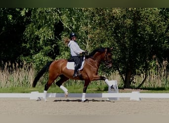 KWPN, Ruin, 10 Jaar, 173 cm, Donkerbruin, in Bree