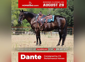 Quarter horse américain, Hongre, 11 Ans, 150 cm, Noir, in Jacksboro, TX,
