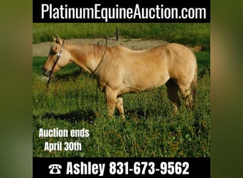 Quarter horse américain, Hongre, 13 Ans, 150 cm, Palomino, in pAICINES, ca,