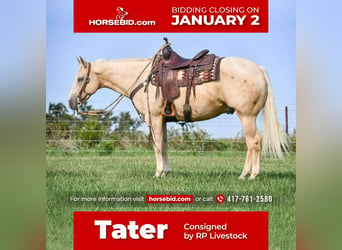 Quarter horse américain, Hongre, 11 Ans, 152 cm, Palomino, in Buffalo, MO,