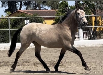PRE Mix, Mare, 8 years, 15.2 hh, Dun, in Barcelona,
