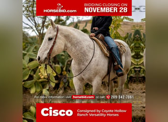 Quarter horse américain Croisé, Hongre, 15 Ans, 152 cm, Gris, in Waterford, CA,