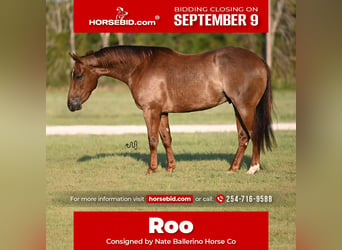 Quarter horse américain, Hongre, 3 Ans, 147 cm, Rouan Rouge, in Waco, TX,