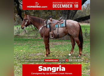 American Quarter Horse, Gelding, 6 years, 15 hh, Roan-Red, in Gerber,