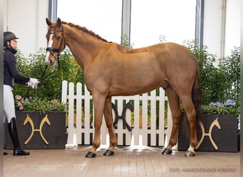 Hannoveraner, Wallach, 11 Jahre, 167 cm, Fuchs, in Verden