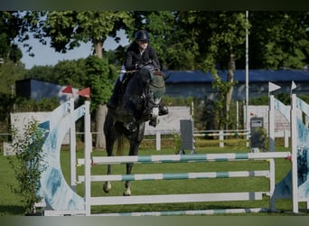 Mare 6 years