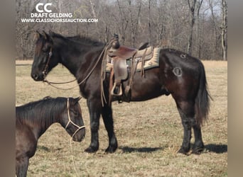 Arbeitspferd, Wallach, 11 Jahre, 163 cm, Rappe, in Charleston, IL,