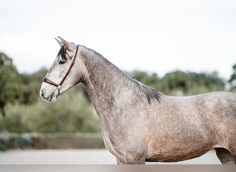 Lusitano, Merrie, 3 Jaar, Schimmel, in El GASTOR