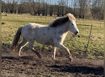 Islandpferd, Stute, 3 Jahre, in Blunk,