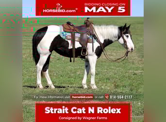 Paint Horse, Stute, 6 Jahre, 147 cm, in Clarion, PA,