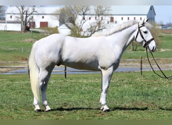 Belgian Draft, Gelding, 5 years, 16 hh, Gray, in Gap
