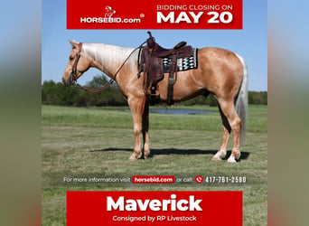American Quarter Horse, Gelding, 4 years, 15.1 hh, Palomino, in Buffalo,