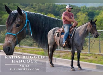 American Quarter Horse, Stute, 6 Jahre, Roan-Bay, in Blairsville, GA