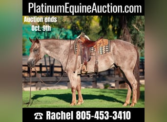 Quarter horse américain, Hongre, 10 Ans, 152 cm, Rouan Rouge, in Murrietta, CA,