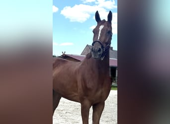 Gelding 6 years