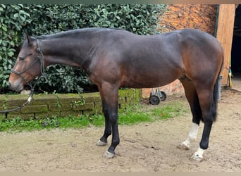 American Quarter Horse, Hengst, 2 Jahre, Brauner, in Castiglione Delle Stiviere,