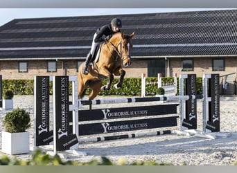 KWPN, Mare, 5 years, 16 hh, Brown, in Waddinxveen