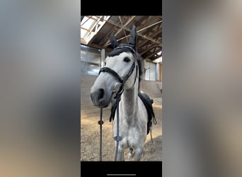 Französisches Reitpony, Stute, 7 Jahre, 147 cm, Schimmel, in Gießen,