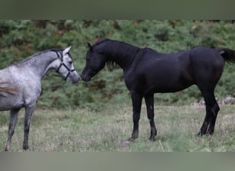 Arabian horses, Stallion, 17 years, 15 hh, Black, in Pandenes,
