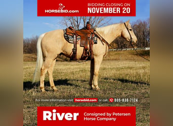 Quarter horse américain, Hongre, 9 Ans, 152 cm, Palomino, in Valley Springs,