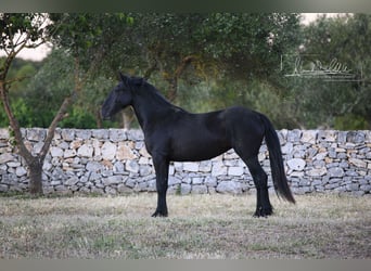 Murgese, Giumenta, 2 Anni, Morello, in Noci