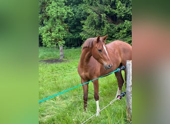 Gelding 3 years