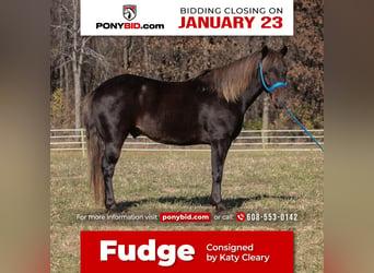 Meer ponys/kleine paarden, Ruin, 9 Jaar, 132 cm, Vos, in Dodgeville, WI,