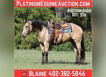 Quarter horse américain, Hongre, 6 Ans, 152 cm, Buckskin, in Hogo OK
