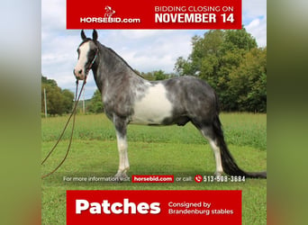 Tennessee walking horse, Hongre, 16 Ans, 152 cm, Sabino, in Grassy Creek, KY,