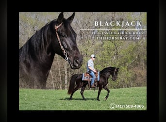 Tennessee walking horse, Gelding, 6 years, 15 hh, Black, in Parkers Lake, KY,
