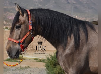 PRE, Stallion, 3 years, 16 hh, Gray, in Tabernas Almeria,