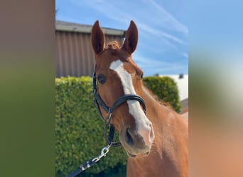 Hannoveraan, Merrie, 8 Jaar, 168 cm, Donkere-vos, in Dion-Valmont