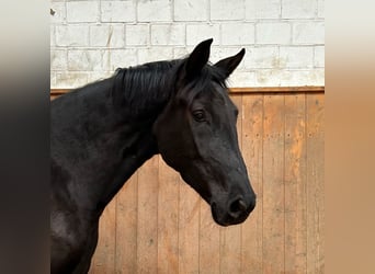 Mare 5 years