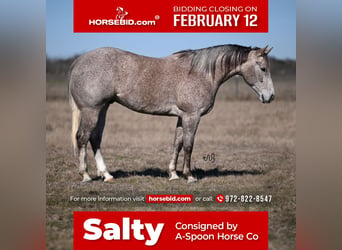 American Quarter Horse, Gelding, 6 years, 15.1 hh, Gray, in Kaufman,