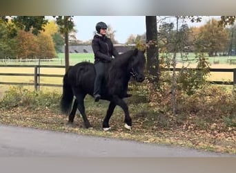 Icelandic Horse, Mare, 7 years, 13,3 hh, Black, in Schneverdingen