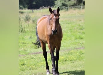 Meer warmbloeden, Merrie, 12 Jaar, 165 cm, Donkerbruin, in Ribbesbüttel,