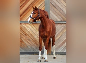 Hannoveraan, Merrie, 4 Jaar, 168 cm, Vos, in Lienen