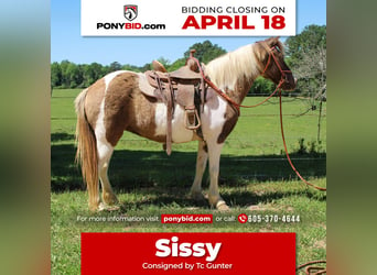 Quarter Pony, Stute, 12 Jahre, 130 cm, Grullo, in Rusk, TX,