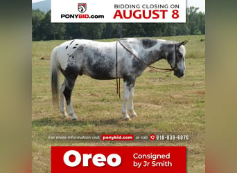 Meer ponys/kleine paarden, Ruin, 10 Jaar, 135 cm, Gevlekt-paard, in Watson, OK,