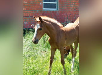 Duitse rijpony, Hengst, veulen (04/2024), Vos, in Stadtlohn,