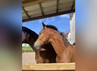 German Riding Pony, Mare, 1 year, 12.2 hh, Brown, in NusplingenNusplingen,