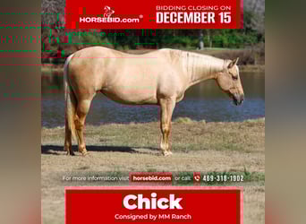 American Quarter Horse, Stute, 10 Jahre, 157 cm, Palomino, in Forney