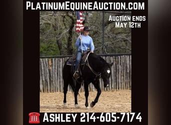 American Quarter Horse, Wallach, 15 Jahre, 157 cm, Rappe, in Weatherford TX,
