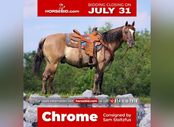 Quarter pony, Hongre, 8 Ans, 142 cm, Grullo, in Rebersburg, PA,