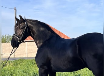 Friesian horses, Stallion, 3 years, 16.1 hh, Black, in Rechnitz,