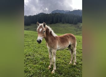 Stallion 